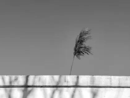 Jazz Kaszinó Mobilalkalmazás